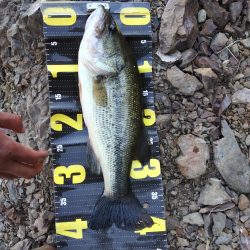 またグリマーで１本